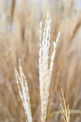 Closeup of tall dry ornamental grass in a winter garden, as a nature background
