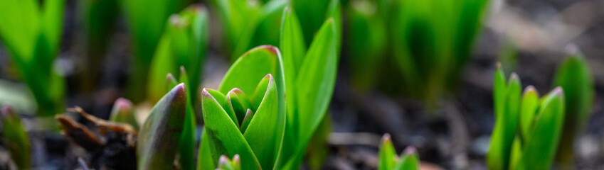 Closeup of plant bulbs just starting to break out of the garden dirt, as a nature background
