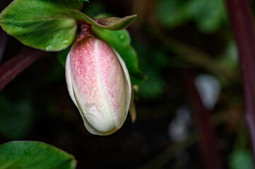 Macro shot of raindrops on the pink and white flower bud of a Hellebore plant blooming in a winter garden
