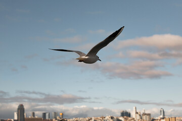 Beautiful white seagull, spreading its wings, flies over the surface of the sea. Flight of a bird over water. Istanbul background.