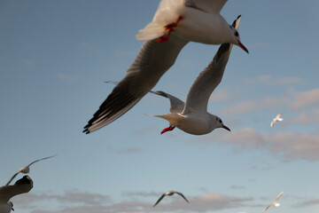 Lots of seagulls flying in cloudy sky. Freedom concept. Focus is on bird in the middle. Background. Horizontal banner photo. 