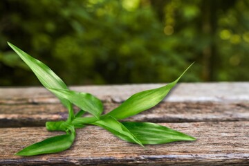 Green bamboo with leaves, nature concept