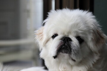 白いペキニーズ