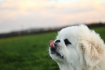 白いペキニーズ