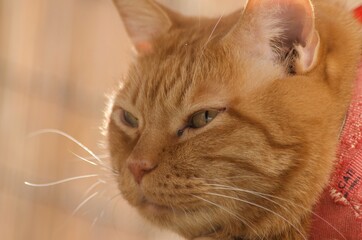 哀愁漂うちゃとら猫