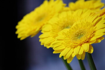 黄色いガーベラ