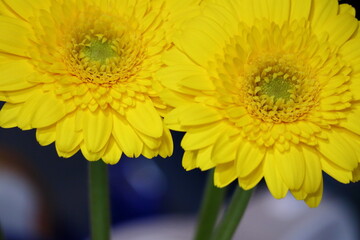 黄色いガーベラ
