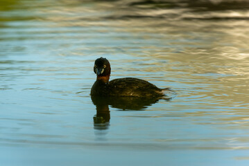 Little Grebe on water.