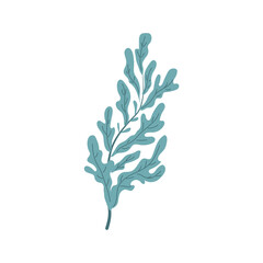Seaweed on white background. Plant on the seabed. Vector illustration.