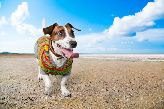 Happy puppy running on the beach. Crazy dog having fun. Funny animal pet
