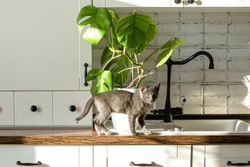 Monstera plant in a white pot on a white kitchen and little grey domestic cat. The concept of homeplant and pets. Monstera deliciosa leaves or Swiss cheese tropical leaf. © Irina