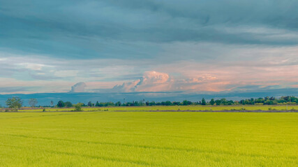 green field and sky