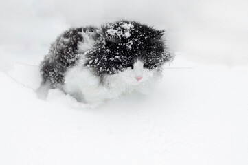 black and white cat jumps out of a deep snowdrift.