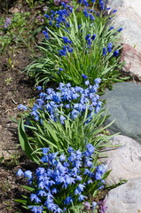 Spring primroses on a flower bed in the garden