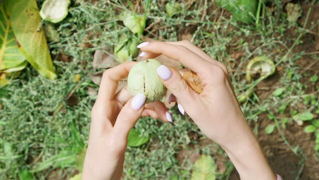 A farmer girl peels walnuts from the shell, harvesting in the garden. Selective focus