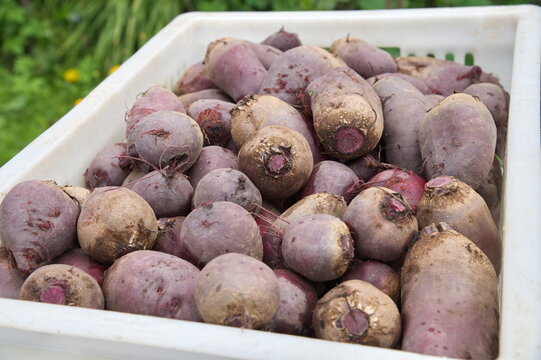 The harvested beet crop in a plastic box
