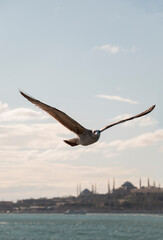 Beautiful white seagull, spreading its wings, flies over the surface of the sea. Flight of a bird over water. Istanbul background.