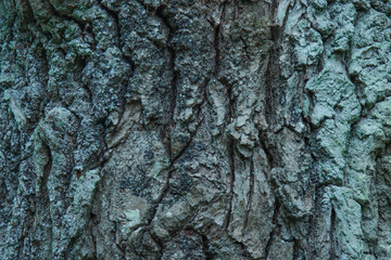 Oak tree texture.