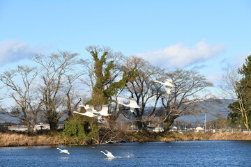 オオハクチョウ
