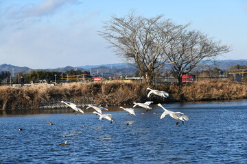 オオハクチョウ