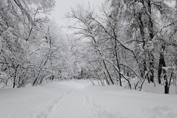 Obraz premium Soft snowfall in the winter snowy forest. Beautiful winter landscape, spruce branch in the snow.