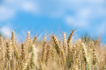Wheat grain is used for wheat bread, beer some whiskeys some vodkas and animal fodder - selective focus