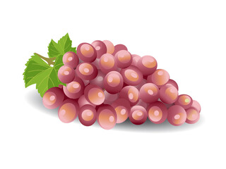 red grapes isolated on white. Vector illustration