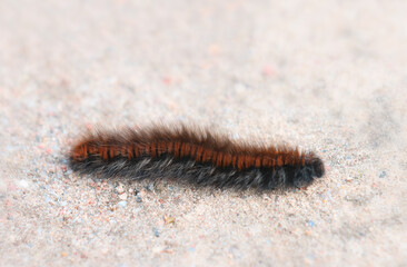 Hairy caterpillar of the bear-kaya butterfly