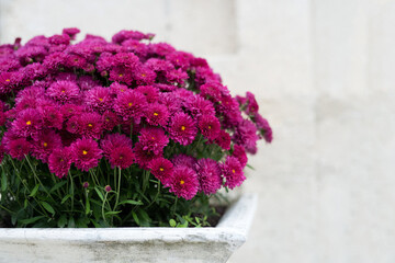Purple Chrysanthemum in a pot - decoration in front of the entrance to the house - selective focus