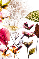 dry flowes on the white background