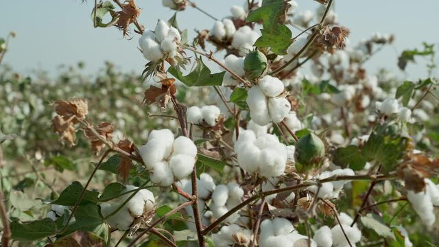 Close-up. High-quality cotton bush, ready to harvest, cotton in detail. Agricultural industry. Cotton field.