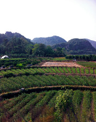 Fototapeta na wymiar Panoramic landscape view of the karst mountains at Yangshuo County