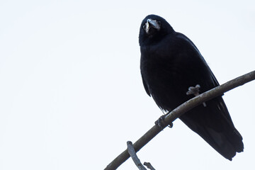 A Rook Perched on a Leafless Branch Is Watching the Visitors from Above
