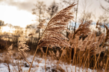Obraz premium Dry grass and flowers blowing in wind.