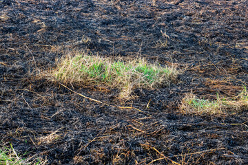 Burnt straw and grass on agricultural land used for organic fertilizer