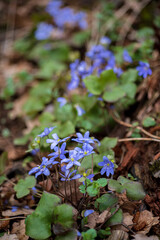 Blooming plants outdoors in early spring season.