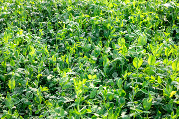 Growing young pea plants on an agricultural field close up shot