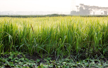 Landscape shot of growing young rice plant on an agricultural field in the early foggy winter morning