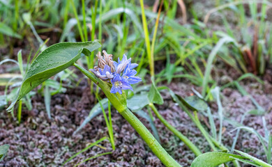 Fully blossomed blue water hyacinth flower with water drops in the early winter morning