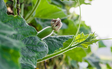 Organic fresh calabash or bottle gourd growing on the loft inside of an agricultural farm