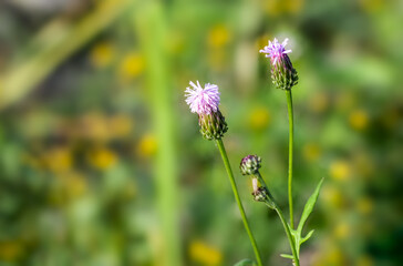 Beautiful wildflower in front of a soft green bokeh background with copy space