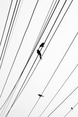 Birds are sitting on the wire of an electricity transmission pole in the early foggy winter morning