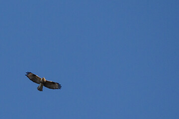 雲一つない快晴の空をノスリが優雅に飛ぶ。東京港区赤坂7丁目の風景。文字スペースあり。