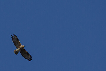 雲一つない快晴の空をノスリが優雅に飛ぶ。東京港区赤坂7丁目の風景。文字スペースあり。