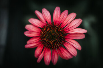 Pink echinacea flower.