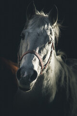 Portrait of white horse Dark dramatic style image