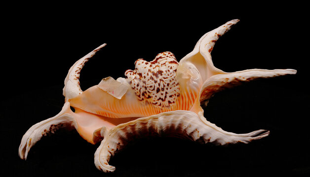 shell Lambis Truncata native to Africa on a black background