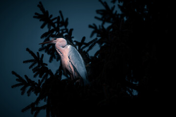 Portrait of heron perched on tree Dark dramatic style image