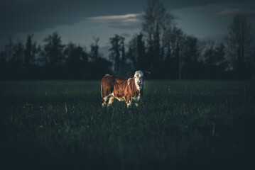 Cattle cub in a field Dark dramatic style image - 481541807
