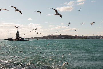Fototapeta na wymiar Groups of seagulls flying on sea. The maiden's tower (kız kulesi) in İstanbul. Bosporus sea.